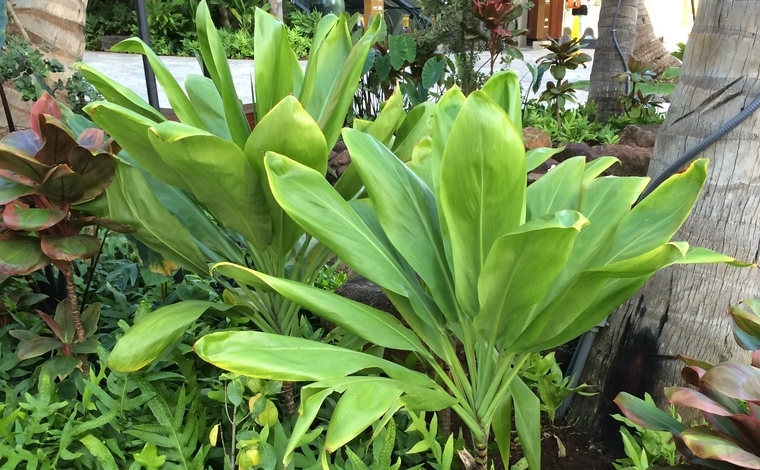 キーの葉（ティーリーフ）。タロイモやお肉を葉に包んで蒸し上げます。