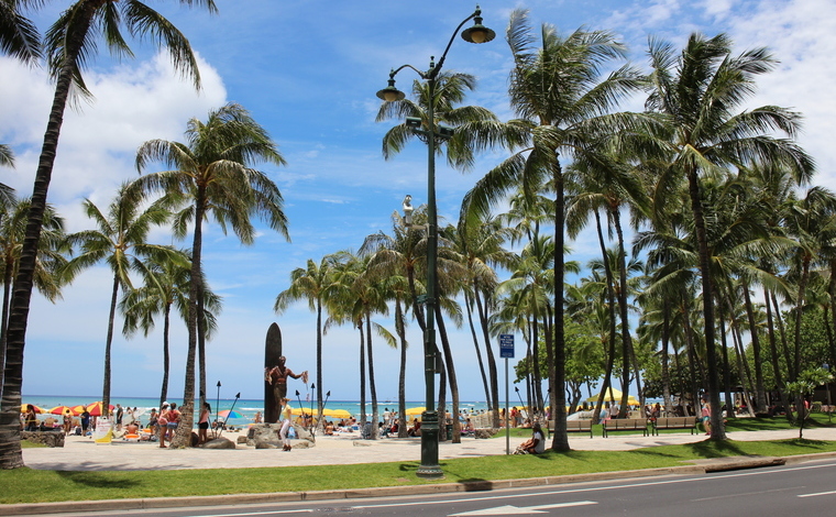 ワイキキのメインストリートではかつてタロイモが栽培されていました。