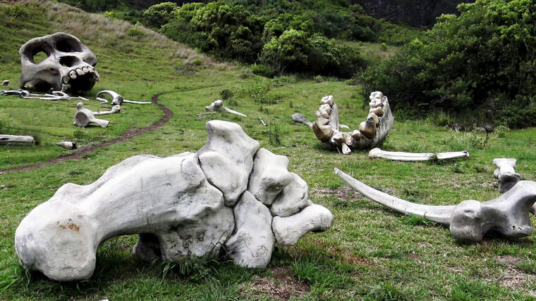 写真提供: <a href='https://www.kualoa.jp/' target='_blank'>Kualoa Ranch</a>