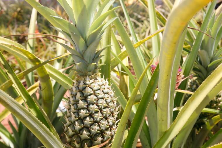 写真提供: <a href='https://doleplantation.com/jp/' target='_blank'>Dole Plantation</a>