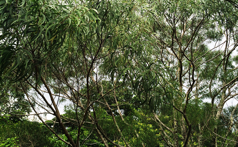 ウクレレの材料「コア」の木