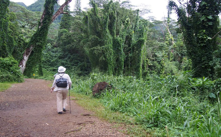 マノア滝までのコースはほぼ平坦な道のり。うっそうと茂る木々の間から鳥たちのさえずりが聴こえてきます