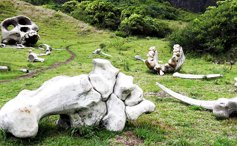 写真提供：Kualoa Ranch