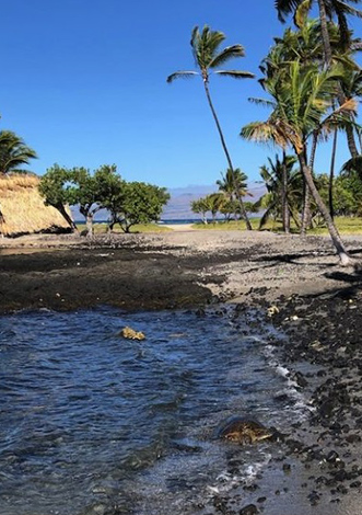 マウナラニの海岸線でHonu（亀）に遭遇