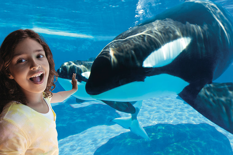 写真提供：Sea World® Orlando