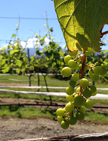 写真提供：Volcano Winery