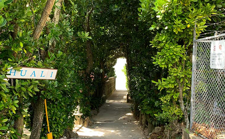 備瀬のフクギ並木