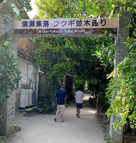 備瀬のフクギ並木