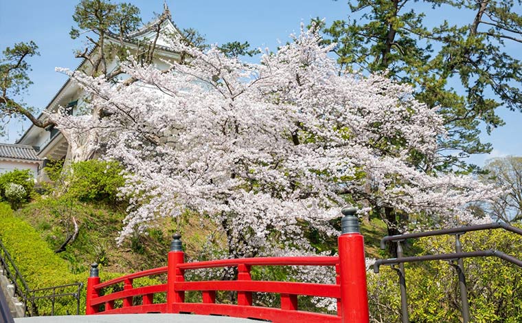 写真提供：小田原城総合管理事務所