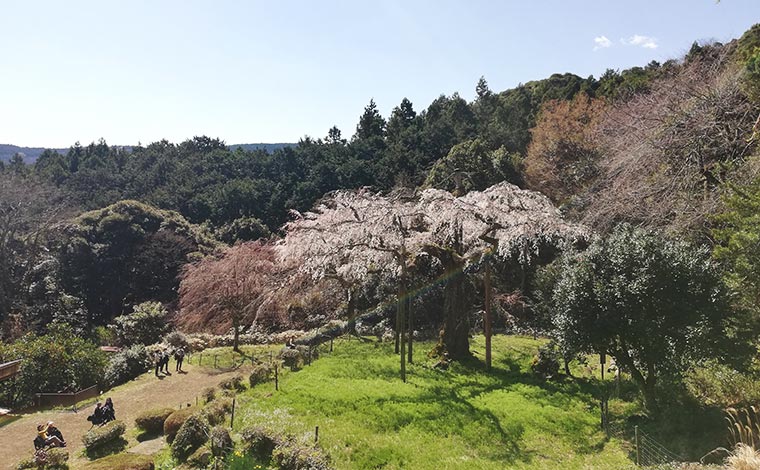 写真提供：小田原市観光協会