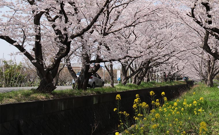 写真提供：小田原市観光協会