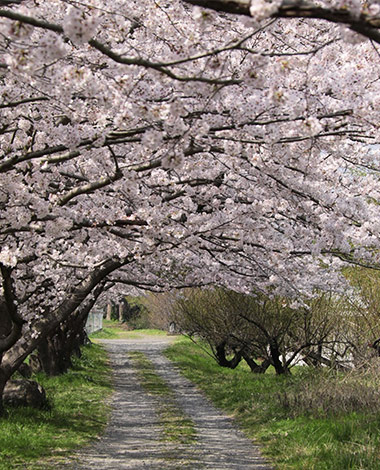 写真提供：小田原市観光協会