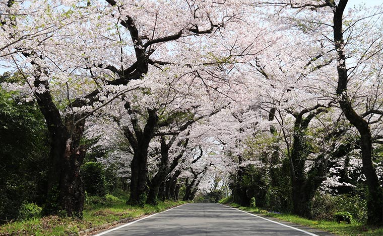 写真提供：小田原市観光協会