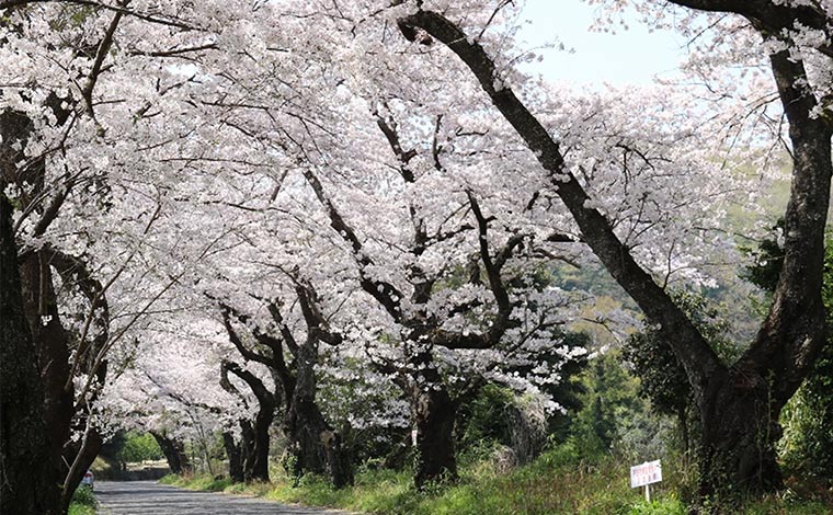 写真提供：小田原市観光協会