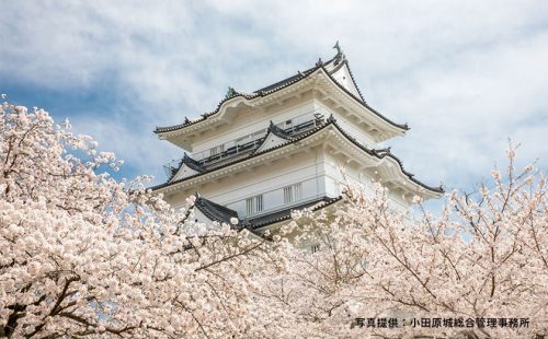 小田原の桜を愛でよう。 城址公園など、春の見どころ大満喫！