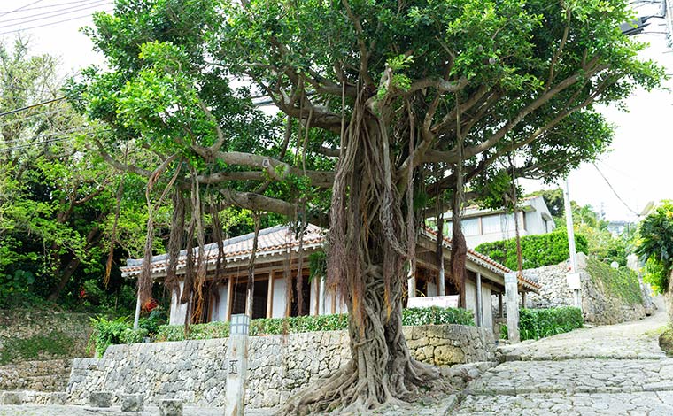 写真提供：Sesoko Masayuki