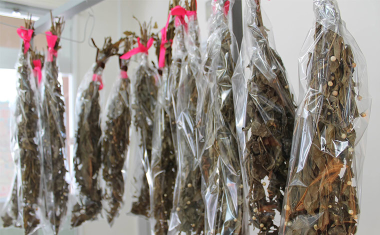 写真提供：もとぶかりゆし市場<br />
刈り取ったヤマクニブーは一度蒸してから乾燥させることで香りを放ちます。