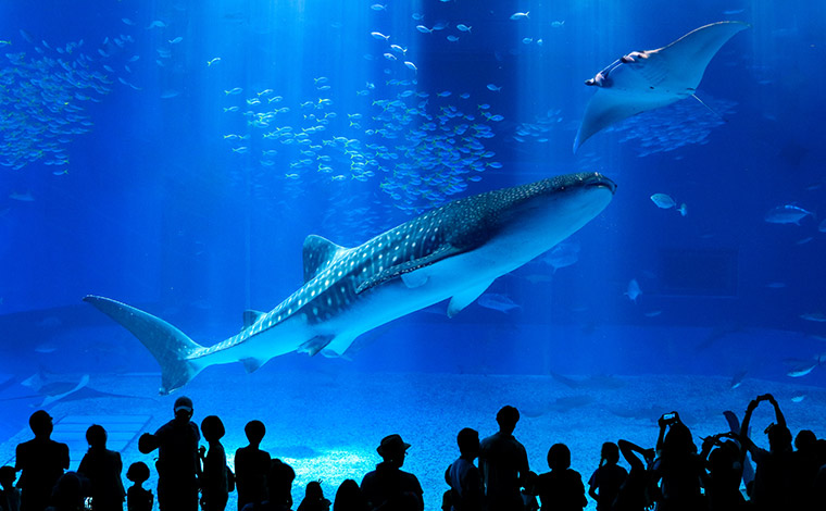 写真提供：国営沖縄記念公園（海洋博公園）：沖縄美ら海水族館