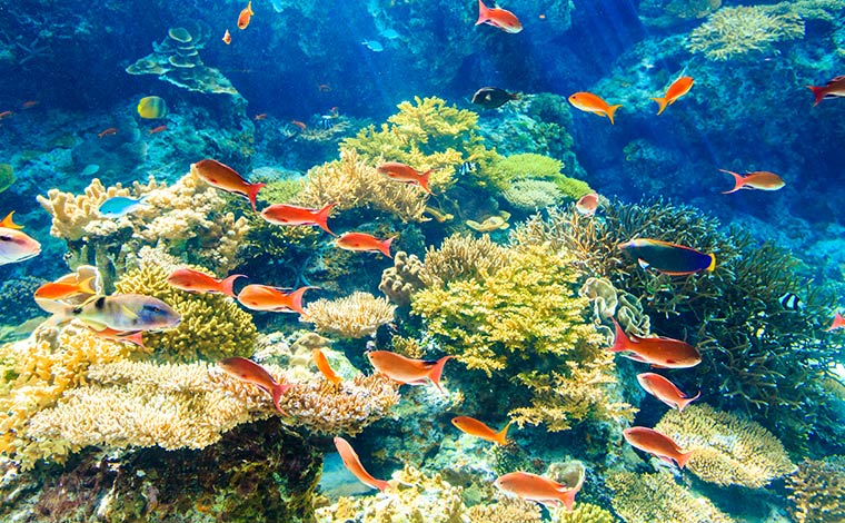 写真提供：国営沖縄記念公園（海洋博公園）：沖縄美ら海水族館