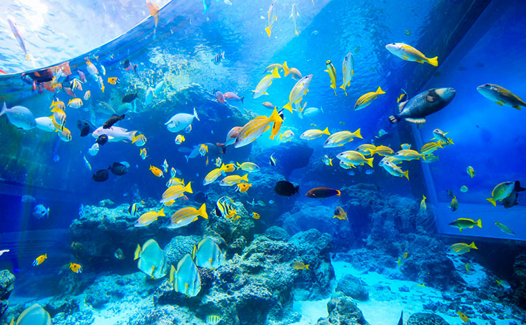 写真提供：国営沖縄記念公園（海洋博公園）：沖縄美ら海水族館