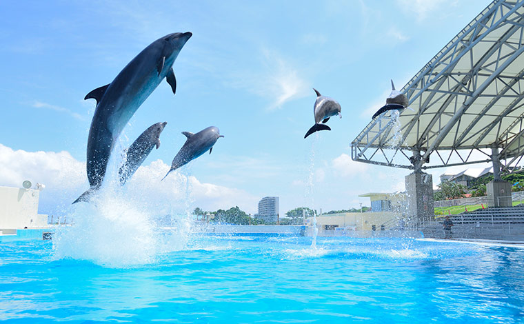 写真提供：国営沖縄記念公園（海洋博公園）：オキちゃん劇場