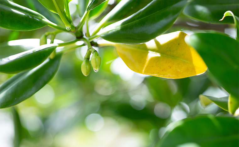 写真提供：Sesoko Masayuki