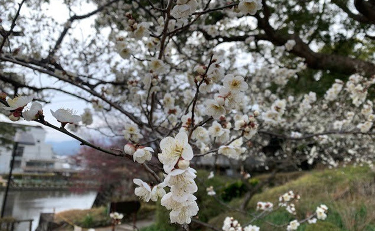 小田原城　梅(小田原)