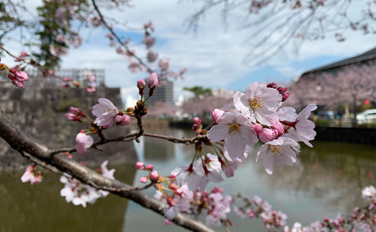 小田原城　桜(小田原)