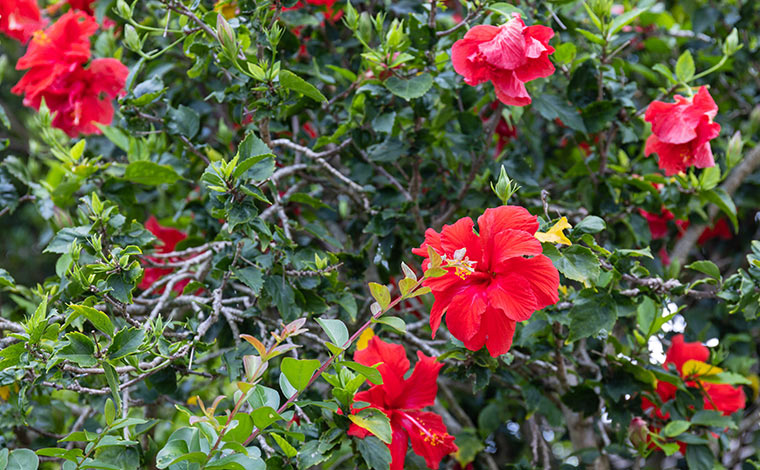 写真提供：Sesoko Masayuki