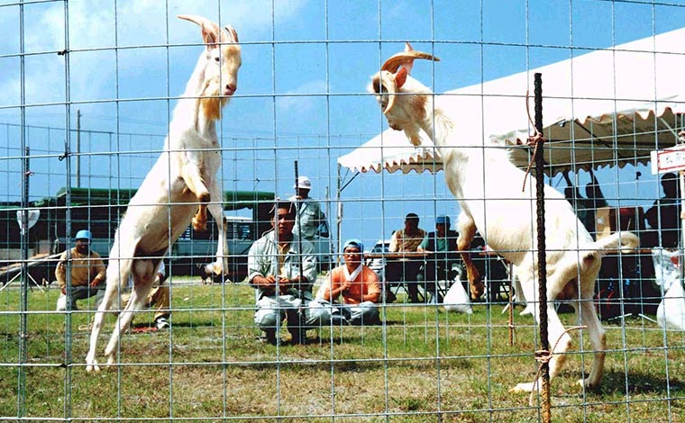 写真提供：一般社団法人本部町観光協会