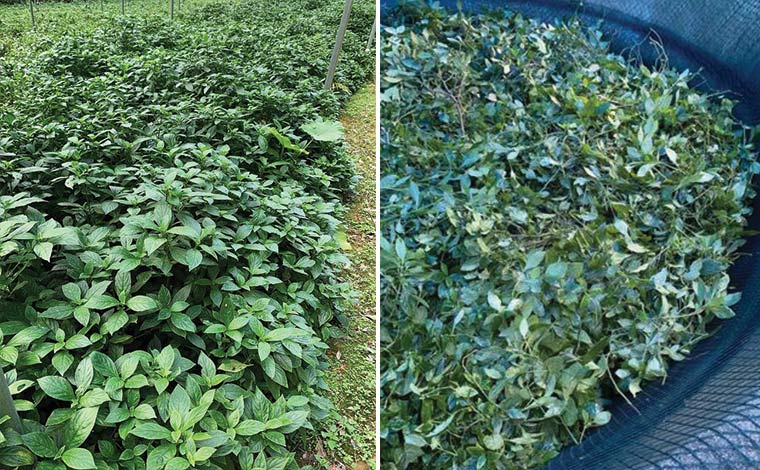 無農薬・有機栽培の琉球藍　<br />
写真提供：藍ぬ葉ぁ農場