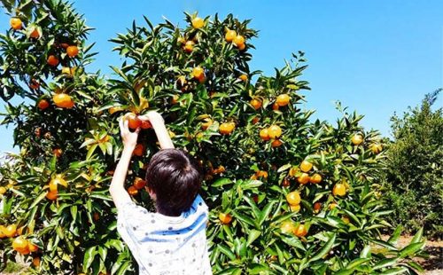 秋のみかん狩りに提灯製作・香り袋！小田原おすすめ体験教室＆ワークショップ