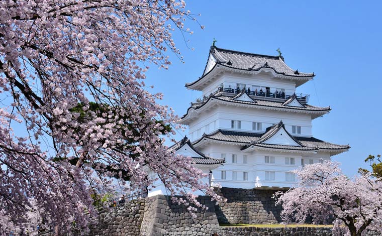 小田原城の桜（写真提供：一般社団法人小田原市観光協会）