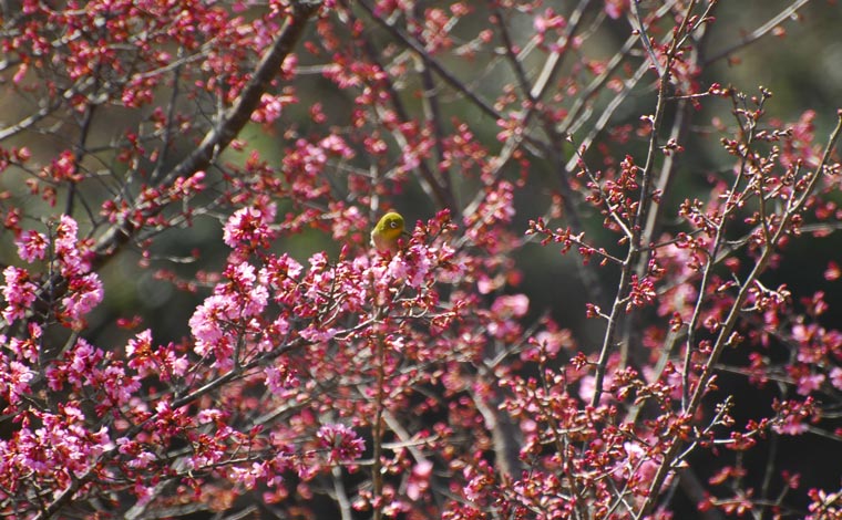 おかめ桜（写真提供：小田原市経済部農政課）