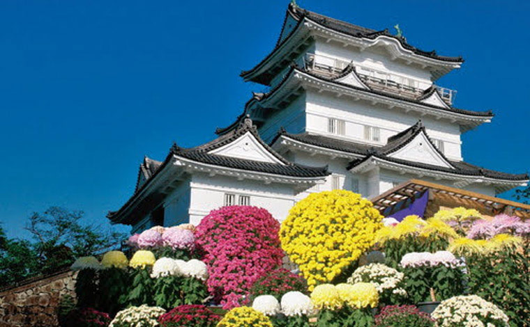 小田原城址公園の小田原城菊花展（写真提供：一般社団法人小田原市観光協会）