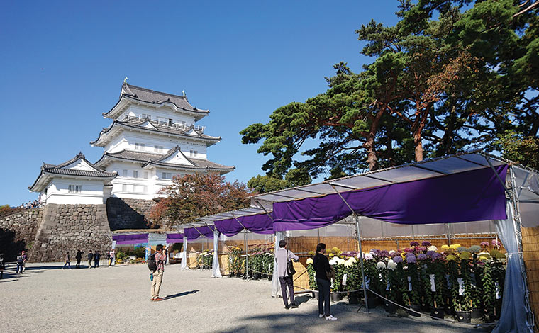 小田原城址公園の小田原城菊花展（写真提供：一般社団法人小田原市観光協会）