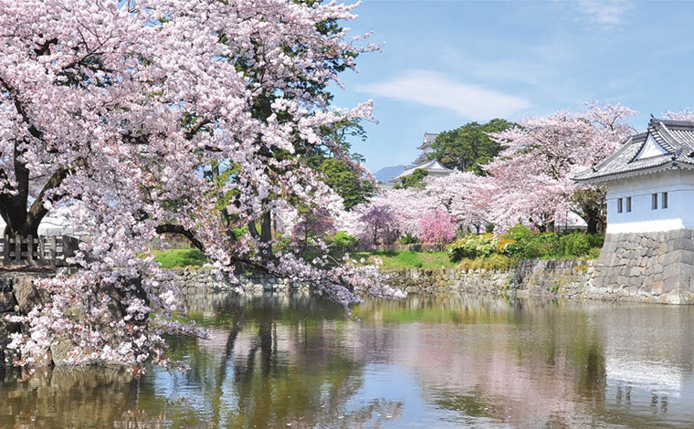 小田原桜まつり（写真提供：一般社団法人小田原市観光協会）