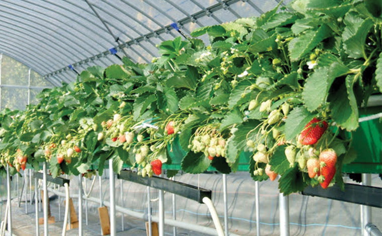 写真提供：まるやま園