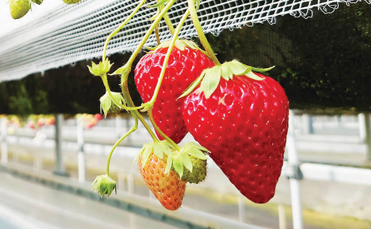 写真提供：ぎのざストロベリーファームズ