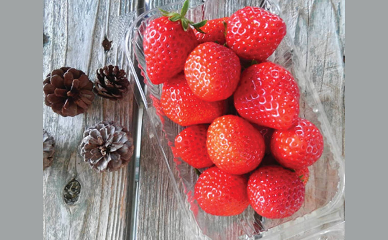 写真提供：ぎのざストロベリーファームズ