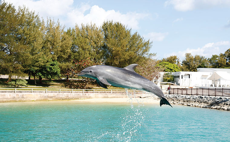 写真提供：Sesoko Masayuki