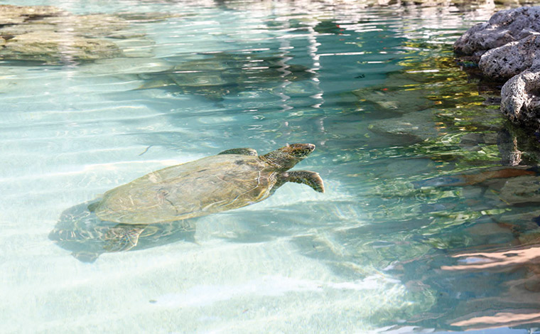 写真提供：Sesoko Masayuki