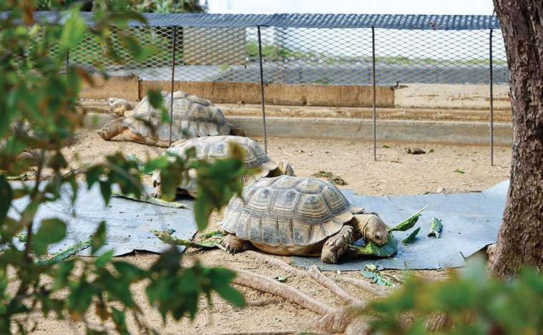 写真提供：Sesoko Masayuki