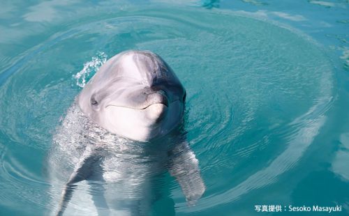 沖縄のマリンアクティビティも満喫！ 家族で楽しめる「もとぶ元気村」へ行こう