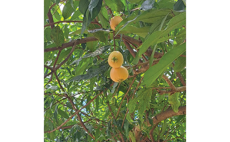 写真提供：OKINAWAフルーツらんど