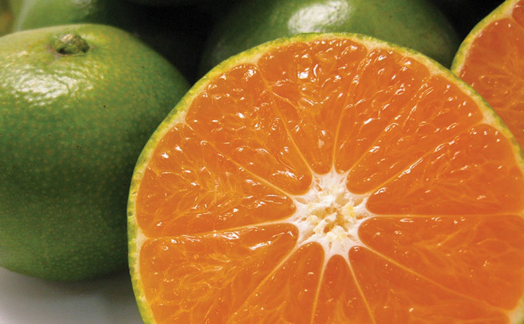 写真提供：道の駅許田