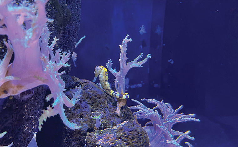 タツノオトシゴ