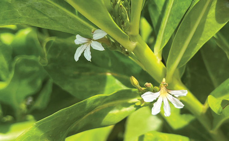 花弁が下半分しかない不思議な花、ナウパカ