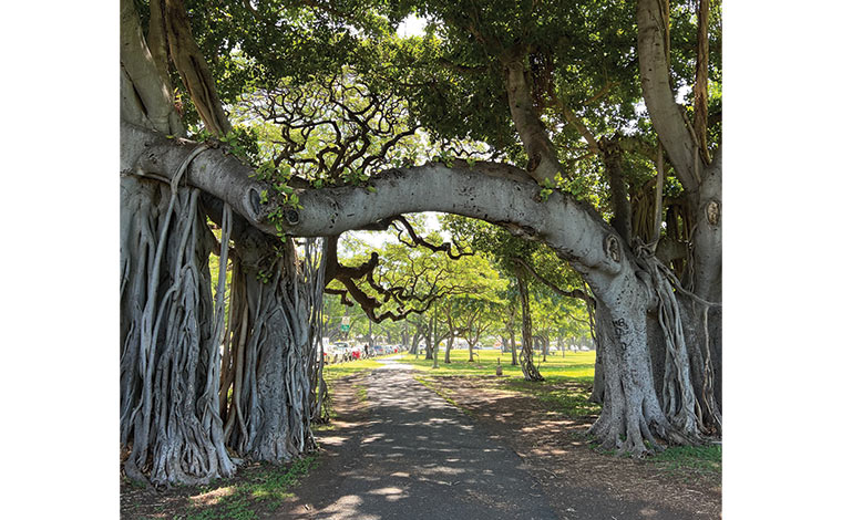 バニアンツリーのトンネル