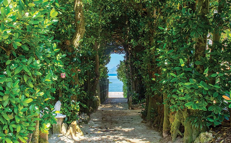 防風林として沖縄の各地にあるフクギは沖縄民謡にも数多く登場。写真は本部半島の備瀬のフクギ並木。